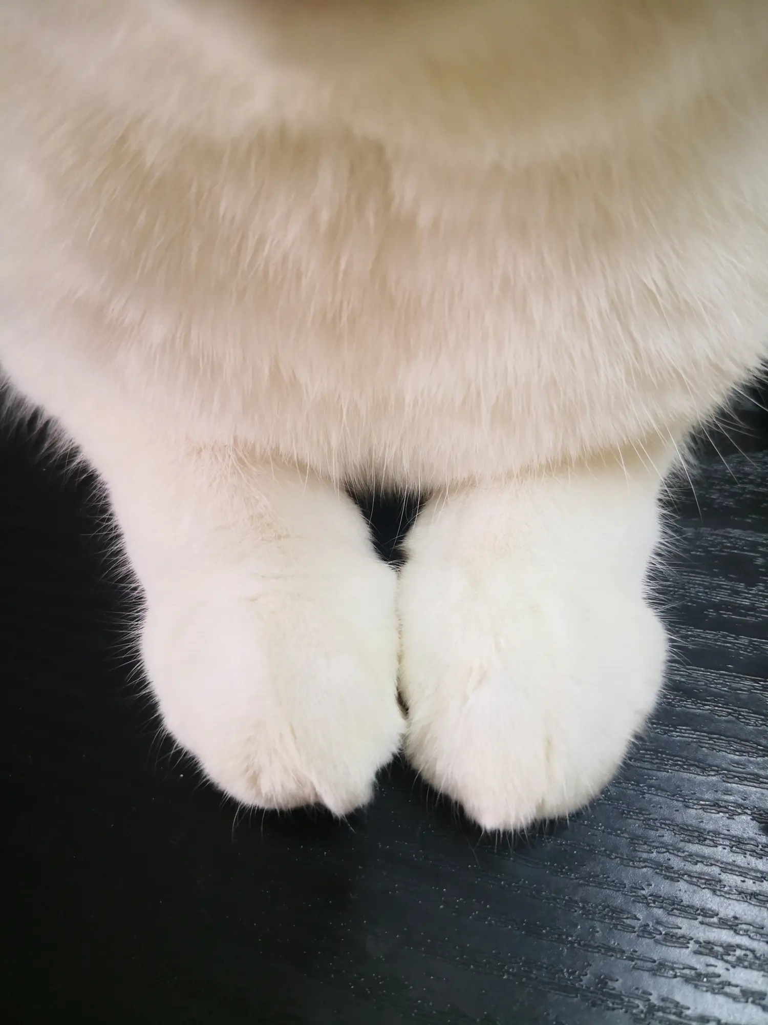 小松的爪子