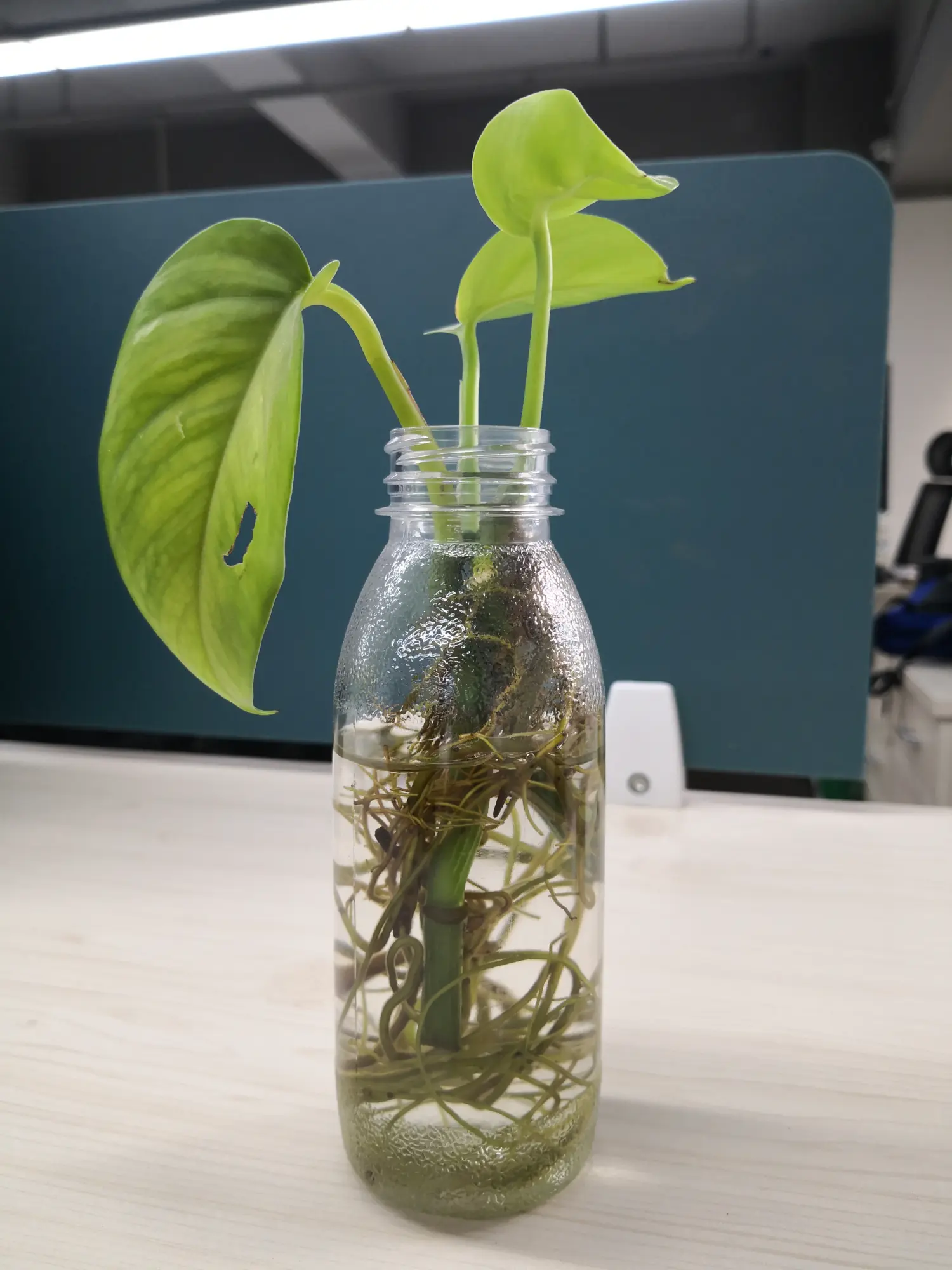 绿萝